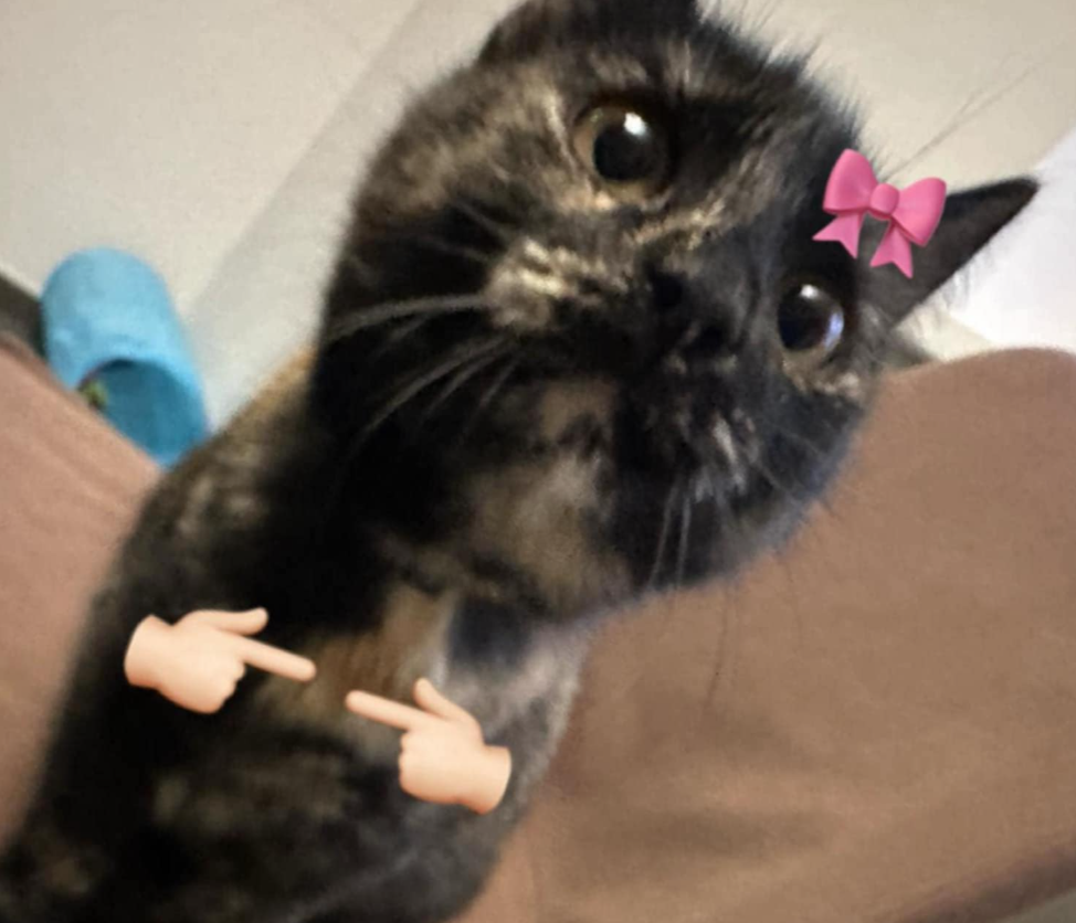 photo of my gf's cat